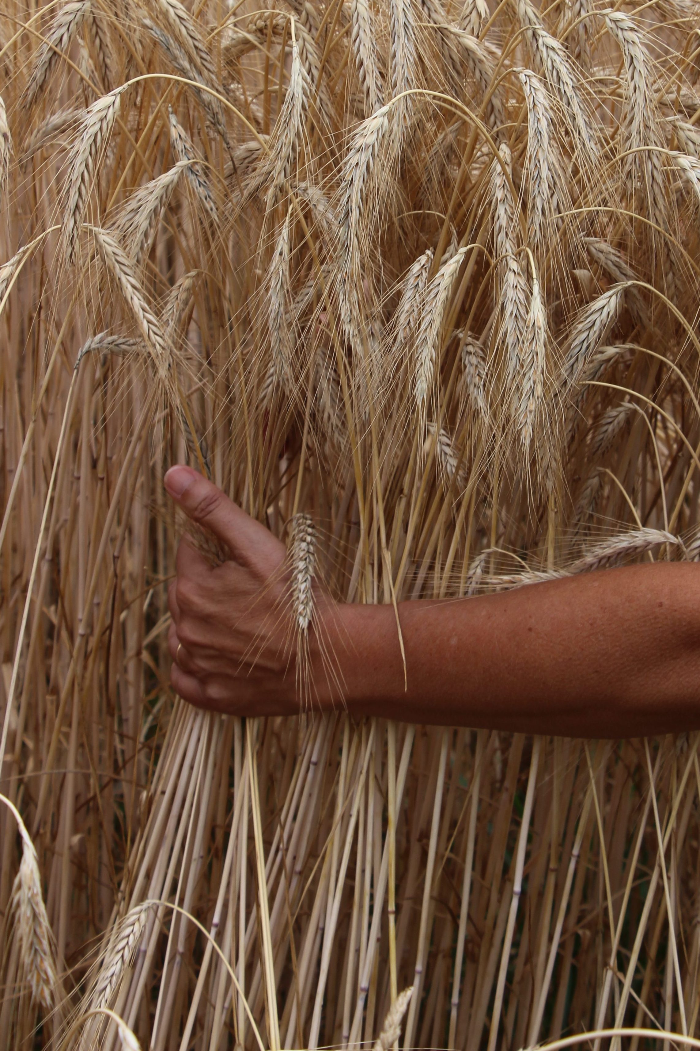 La sélection de nos ingrédients est primordiales. Nous faisons le choix d'utiliser des ingrédients de qualités, locaux et pleins de saveurs. Merci à nos producteurs et productrices.